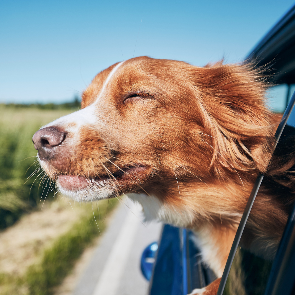 Sommerabenteuer mit deinem Hund: Die ultimative Packliste für den Urlaub