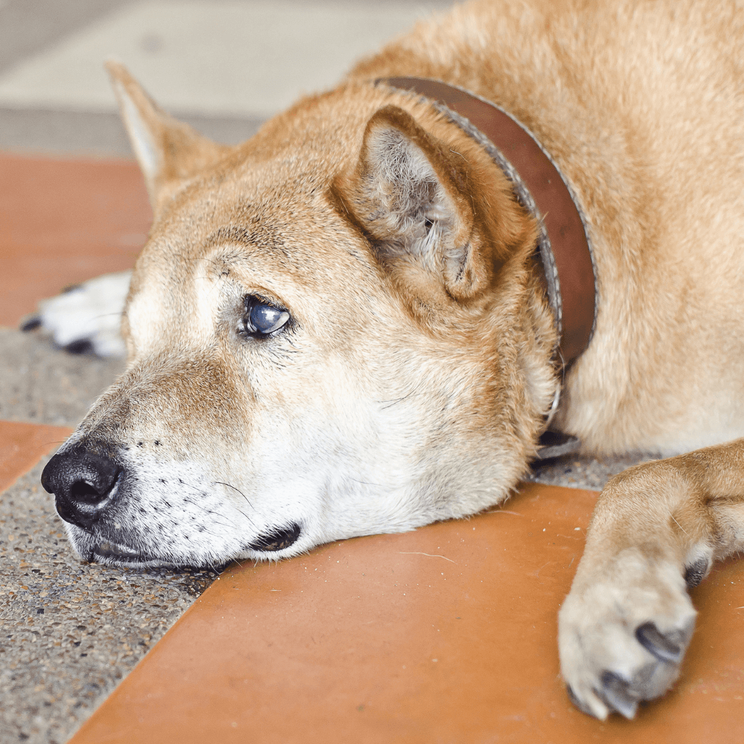Hund mit Ohrenentzündung